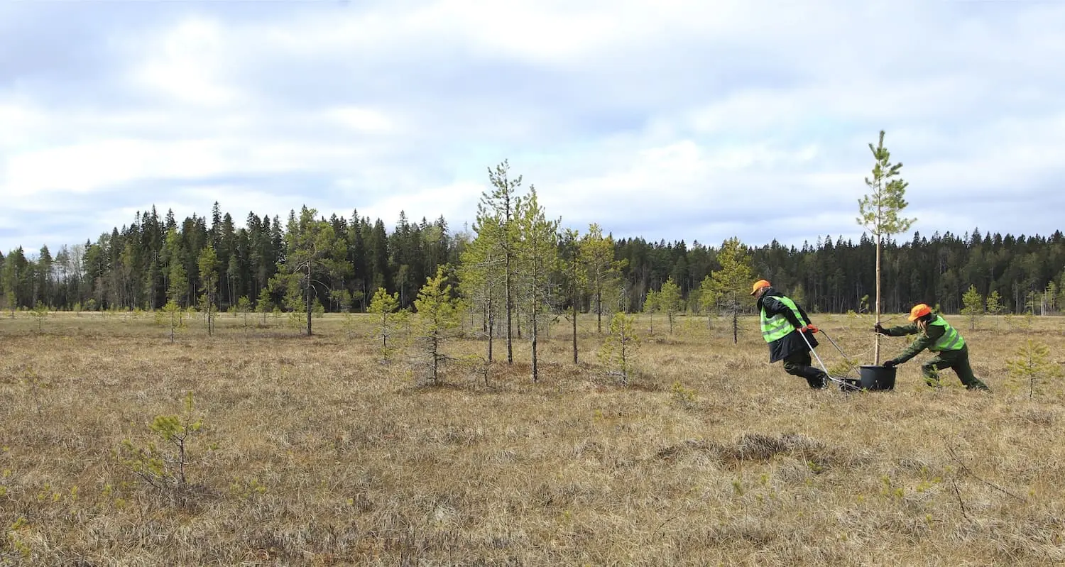 Agents from the Office for Tree Migration at work in Siikaneva peatland. Photo: Agnes Meyer-Brandis, Office for Tree Migration – Siikaneva, 2023, © Agnes Meyer-Brandis, VG-Bild Kunst, 2025.