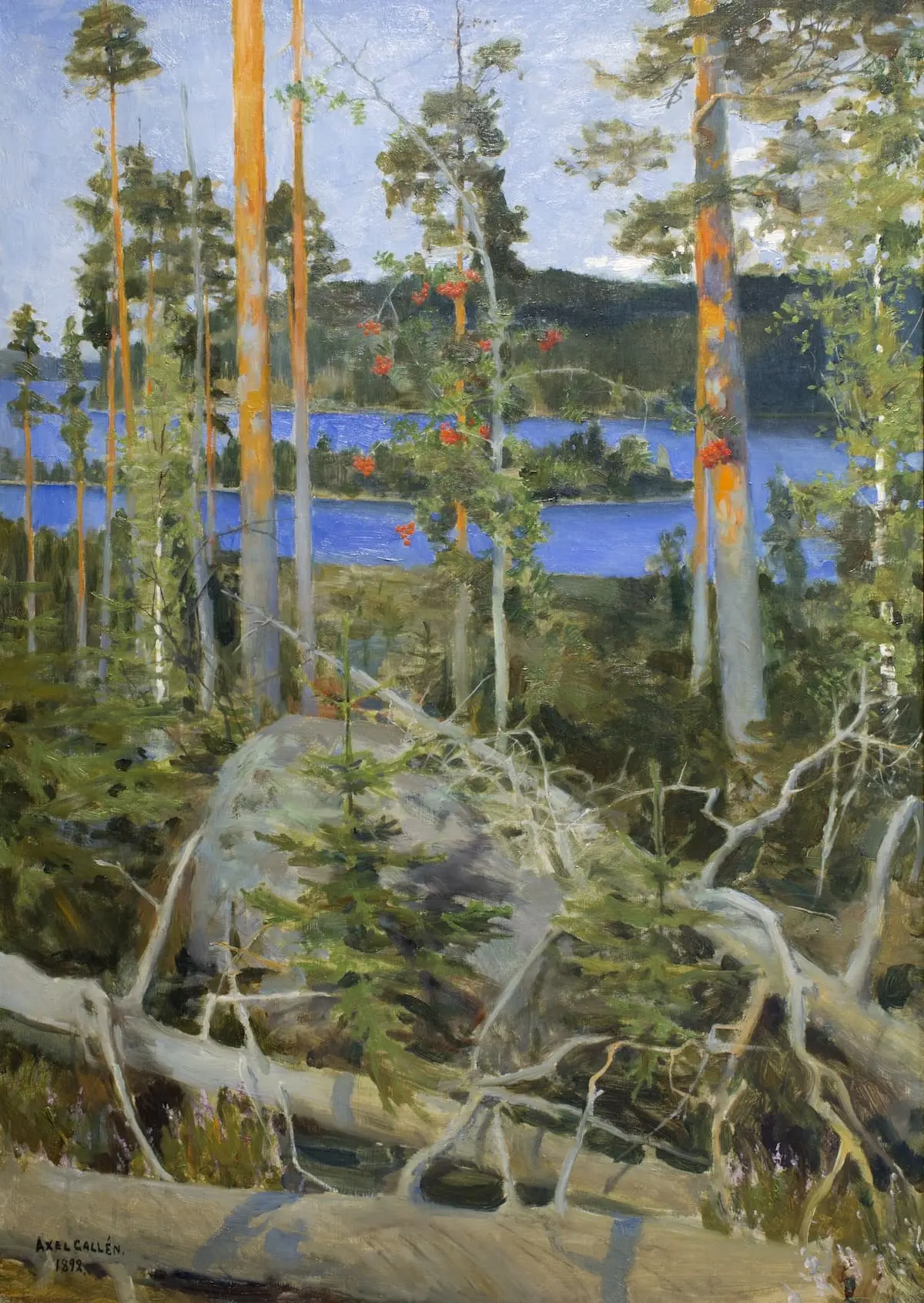 Maalauksessa kuvataan männikkökangasta, jossa on suuria kiviä ja takana siinää järvi.