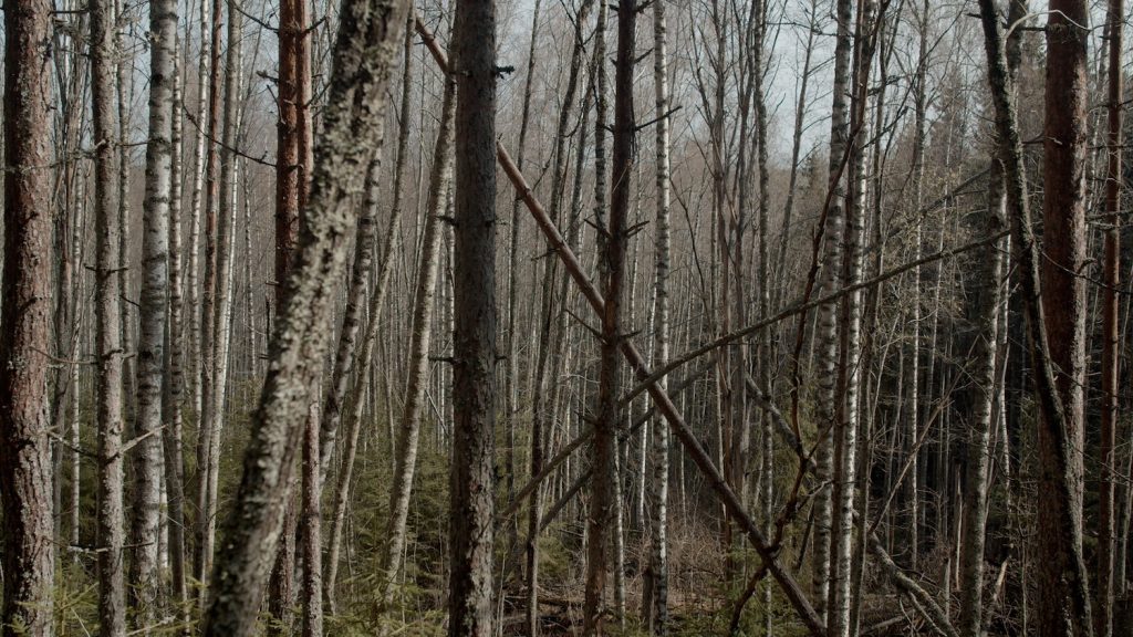 Eija-Liisa Ahtila, Heijastus metsästä, 2024, stillkuva monikuvainstallaatiosta.