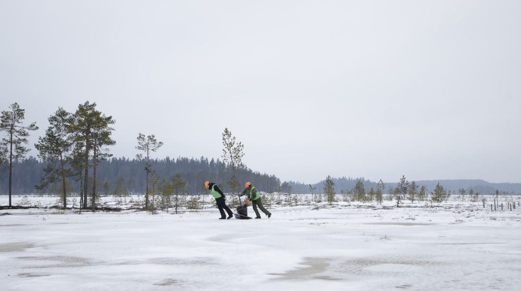 Kaksi ihmistä raahaa pientä mäntyä lumikolassa talvisella suolla.