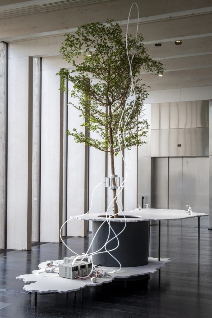 Agnes Meyer-Brandis, One Tree ID – Bucida buceras, 2019/2025, tree, perfumes, measuring equipment, cloud furniture. Photo: Serlachius, Sampo Linkoneva