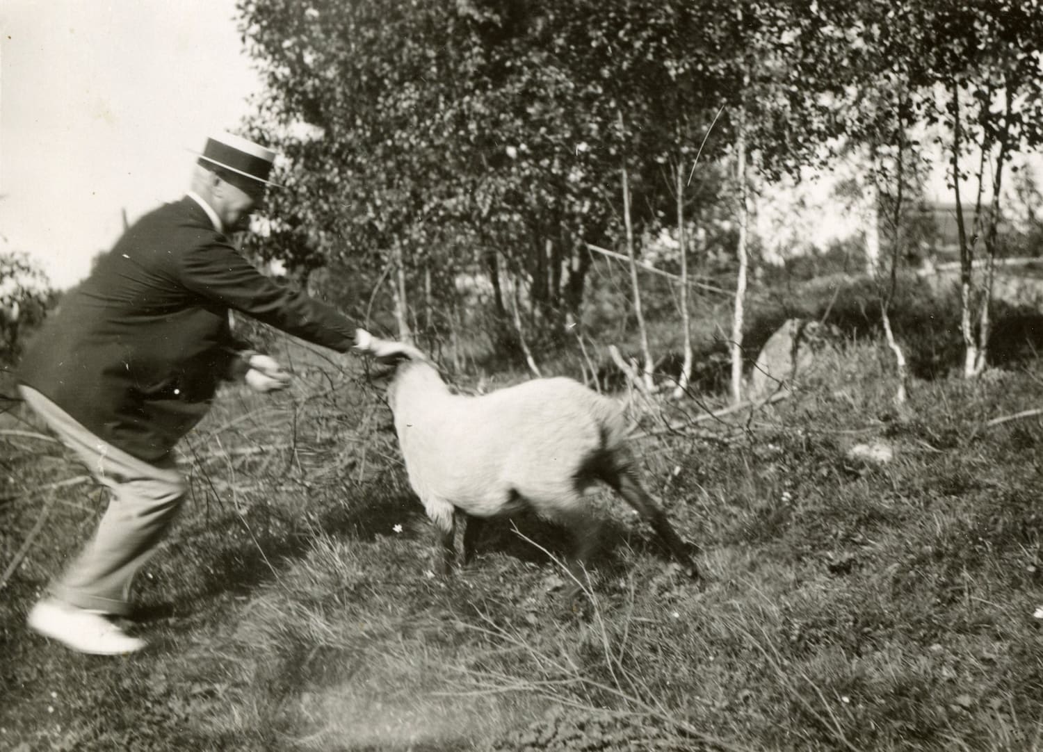 Vanhassa valokuvassa Gösta Serlachius ottaa kiinni lammasta Huhkojärven tilalla.