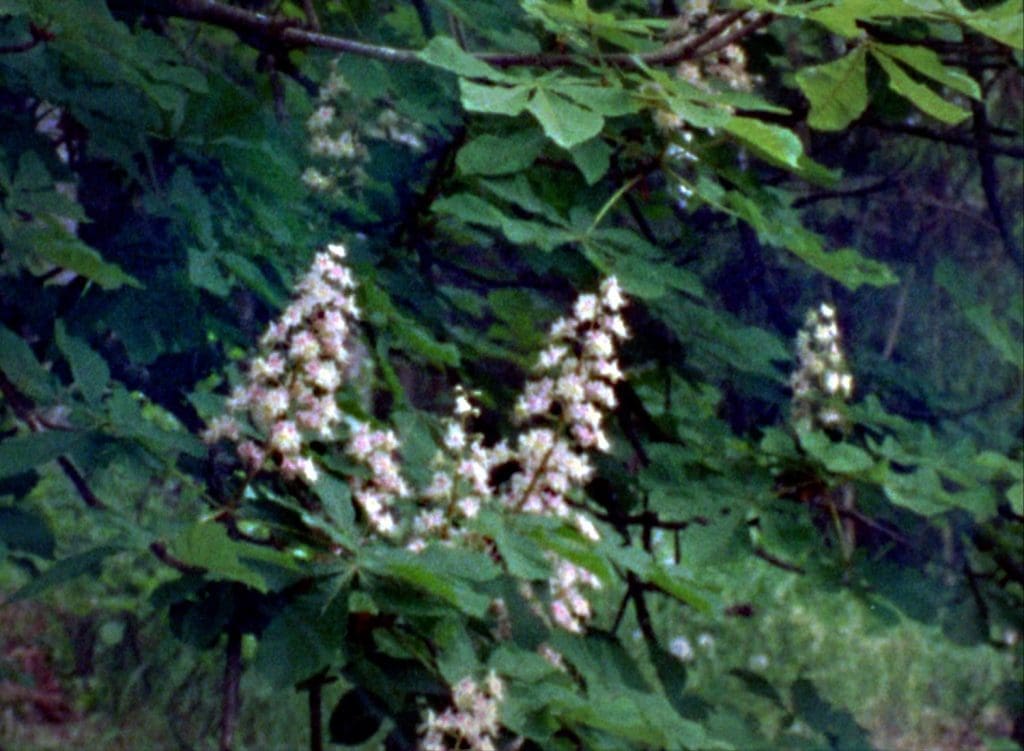 Hevoskastanjan kukkia.
